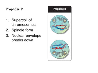 Prophase 2


1. Supercoil of
   chromosomes
2. Spindle form
3. Nuclear envelope
   breaks down
 