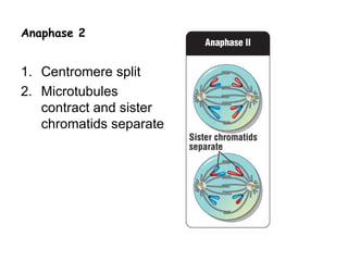 Anaphase 2


1. Centromere split
2. Microtubules
   contract and sister
   chromatids separate
 
