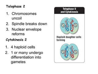 Telophase 2

1. Chromosomes
   uncoil
2. Spindle breaks down
3. Nuclear envelope
   reforms
Cytokinesis 2

1. 4 haploid cells
2. 1 or many undergo
   differentiation into
   gametes
 