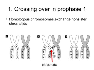 1. Crossing over in prophase 1
• Homologous chromosomes exchange nonsister
  chromatids




                   chiasmata
 