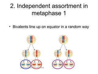 2. Independent assortment in
        metaphase 1

• Bivalents line up on equator in a random way
 
