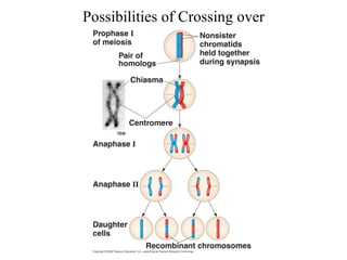 Possibilities of Crossing over
 