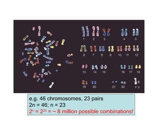 e.g. 46 chromosomes, 23 pairs
2n = 46; n = 23
2n = 223 = ~ 8 million possible combinations!
 
