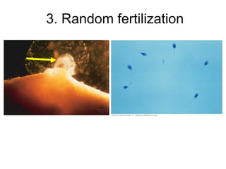 3. Random fertilization
 
