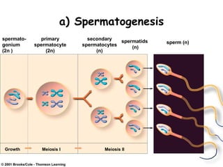 a) Spermatogenesis
spermato-     primary        secondary   spermatids
gonium      spermatocyte   spermatocytes              sperm (n)
                                             (n)
(2n )           (2n)            (n)




Growth        Meiosis I            Meiosis II
 