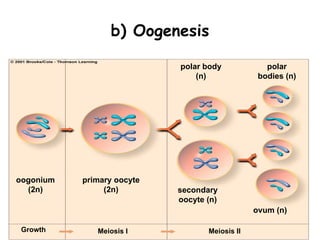 b) Oogenesis

                            polar body             polar
                                (n)              bodies (n)




oogonium   primary oocyte
  (2n)          (2n)        secondary
                            oocyte (n)
                                                ovum (n)

 Growth       Meiosis I            Meiosis II
 