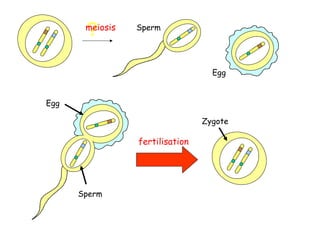 ?
       meiosis   Sperm




                                   Egg


Egg

                                 Zygote

                 fertilisation




      Sperm
 
