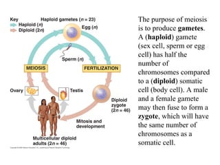 The purpose of meiosis
is to produce gametes.
A (haploid) gamete
(sex cell, sperm or egg
cell) has half the
number of
chromosomes compared
to a (diploid) somatic
cell (body cell). A male
and a female gamete
may then fuse to form a
zygote, which will have
the same number of
chromosomes as a
somatic cell.
 