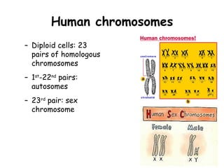 Human chromosomes
– Diploid cells: 23
  pairs of homologous
  chromosomes
– 1st-22nd pairs:
  autosomes
– 23rd pair: sex
  chromosome
 