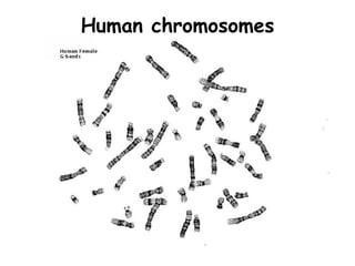 Human chromosomes
 