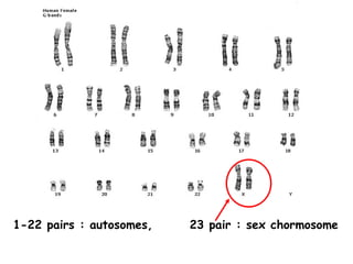 1-22 pairs : autosomes,   23 pair : sex chormosome
 