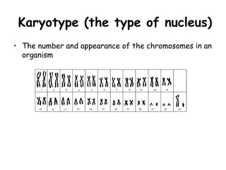 Karyotype (the type of nucleus)
• The number and appearance of the chromosomes in an
  organism
 