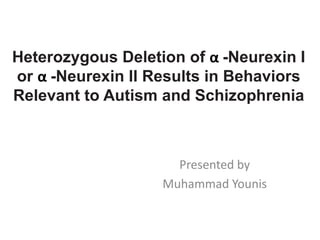 Heterozygous Deletion of α -Neurexin I
or α -Neurexin II Results in Behaviors
Relevant to Autism and Schizophrenia
Presented by
Muhammad Younis
 