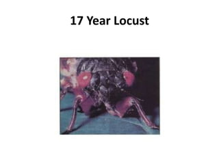 17 Year Locust
 