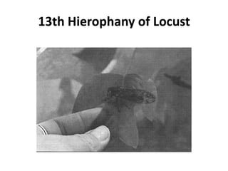 13th Hierophany of Locust
 