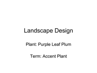 Landscape Design Plant: Purple Leaf Plum Term: Accent Plant 
