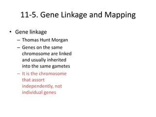 11-5. Gene Linkage and Mapping
• Gene linkage
  – Thomas Hunt Morgan
  – Genes on the same
    chromosome are linked
    and usually inherited
    into the same gametes
  – It is the chromosome
    that assort
    independently, not
    individual genes
 