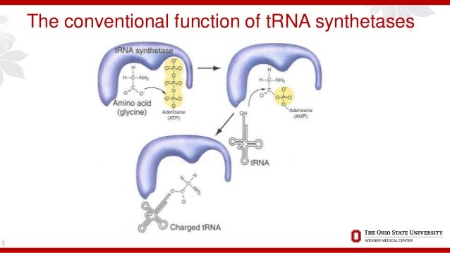 Bioluminescent Imaging Of Histidyl Transfer Rna Synthetase Induced M