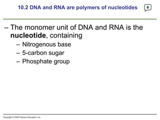 10.2 DNA and RNA are polymers of nucleotides ,[object Object],[object Object],[object Object],[object Object],0 Copyright © 2009 Pearson Education, Inc. 