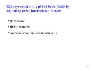 Kidneys control the pH of body fluids by
adjusting three interrelated factors

• H+ excretion
• HCO3- excretion
• ammonia secretion from tubular cells




                                           15
 