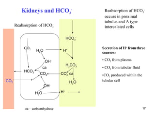 Kidneys and HCO3-                           Reabsorption of HCO3-
                                                     occurs in proximal
                                                     tubulus and A type
      Reabsorption of HCO3-                          intercalated cells

                                          HCO3-

           CO2                                      Secretion of H+ from three
                      H2O             H   +
                                                    sources:

                             OH-                    • CO2 from plasma
                                          H2CO3
                            ca                      • CO2 from tubular fluid
           HCO   3
                  -
                        CO2          CO2 ca         •CO2 produced within the
CO2                                           H2O   tubular cell
                            OH   -


                      H2O            H+



           ca – carboanhydrase                                                 17
 