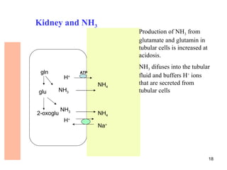 Kidney and NH3
                                Production of NH3 from
                                glutamate and glutamin in
                                tubular cells is increased at
                                acidosis.
                                NH3 difuses into the tubular
 gln                ATP
            H   +               fluid and buffers H+ ions
                          NH4   that are secreted from
glu    NH3                      tubular cells


           NH3
2-oxoglu                  NH4
            H+
                          Na+




                                                                18
 