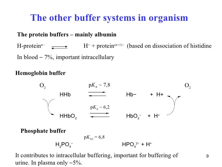 11 acid base regulation