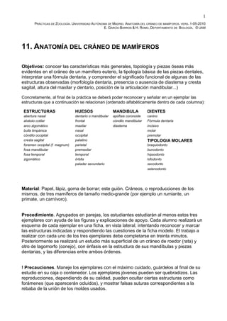 1
       PRÁCTICAS DE ZOOLOGÍA. UNIVERSIDAD AUTÓNOMA DE MADRID. ANATOMÍA DEL CRÁNEO DE MAMÍFEROS. VERS. 1-05-2010
                                                E. GARCÍA-BARROS & H. ROMO, DEPARTAMENTO DE BIOLOGÍA, © UAM




11. ANATOMÍA DEL CRÁNEO DE MAMÍFEROS

Objetivos: conocer las características más generales, topología y piezas óseas más
evidentes en el cráneo de un mamífero euterio, la tipología básica de las piezas dentales,
interpretar una fórmula dentaria, y comprender el significado funcional de algunas de las
estructuras observadas (morfología dentaria, presencia o ausencia de diastema y cresta
sagital, altura del maxilar y dentario, posición de la articulación mandibular...)

Concretamente, al final de la práctica se deberá poder reconocer y señalar en un ejemplar las
estructuras que a continuación se relacionan (ordenado alfabéticamente dentro de cada columna):

 ESTRUCTURAS                     HUESOS                  MANDIBULA            DIENTES
 abertura nasal                  dentario o mandibular   apófisis coronoide   canino
 alvéolo cotilar                 frontal                 cóndilo mandibular   Fórmula dentaria
 arco zigomático                 maxilar                 diastema             incisivo
 bulla timpánica                 nasal                                        molar
 cóndilo occipital               occipital                                    premolar
 cresta sagital                  palatino                                     TIPOLOGIA MOLARES
 foramen occipital (f. magnum)   parietal                                     braquiodonto
 fosa mandibular                 premaxilar                                   bunodonto
 fosa temporal                   temporal                                     hipsodonto
 zigomático                      órbita                                       lofodonto
                                 paladar secundario                           secodonto
                                                                              selenodonto




Material: Papel, lápiz, goma de borrar; este guión. Cráneos, o reproducciones de los
mismos, de tres mamíferos de tamaño medio-grande (por ejemplo un rumiante, un
primate, un carnívoro).


Procedimiento. Agrupados en parejas, los estudiantes estudiarán al menos estos tres
ejemplares con ayuda de las figuras y explicaciones de apoyo. Cada alumno realizará un
esquema de cada ejemplar en una ficha, en vista lateral, intentando reconocer y marcar
las estructuras indicadas y respondiendo las cuestiones de la ficha modelo. El trabajo a
realizar con cada uno de los tres ejemplares debe completarse en treinta minutos.
Posteriormente se realizará un estudio más superficial de un cráneo de roedor (rata) y
otro de lagomorfo (conejo), con énfasis en la estructura de sus mandíbulas y piezas
dentarias, y las diferencias entre ambos órdenes.


! Precauciones. Maneje los ejemplares con el máximo cuidado, guárdelos al final de su
estudio en su caja o contenedor. Los ejemplares jóvenes pueden ser quebradizos. Las
reproducciones, dependiendo de su calidad, pueden ocultar ciertas estructuras como
forámenes (que aparecerán ocluidos), y mostrar falsas suturas correspondientes a la
rebaba de la unión de los moldes usados.
 