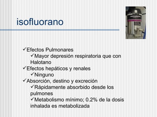 isofluorano Efectos Pulmonares  Mayor depresión respiratoria que con Halotano Efectos hepáticos y renales Ninguno Absorción, destino y excreción Rápidamente absorbido desde los pulmones Metabolismo mínimo; 0.2% de la dosis inhalada es metabolizada 