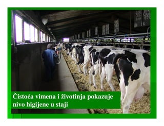 Čistoća vimena i životinja pokazuje
nivo higijene u staji
 