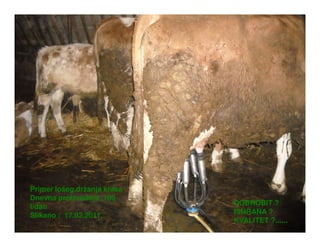 Primer lošeg držanja krava
Dnevna proizvodnja ,100
                             DOBROBIT ?
l/dan
                             ISHRANA ?
Slikano : 17.02.2011.
                             KVALITET ?......
 