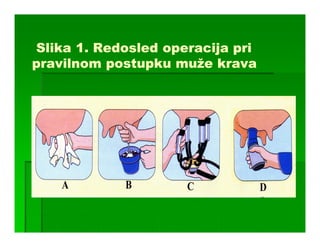 Slika 1. Redosled operacija pri
pravilnom postupku muže krava
 