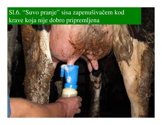 Sl.6. “Suvo pranje” sisa zapenušivačem kod
krave koja nije dobro pripremljena
 