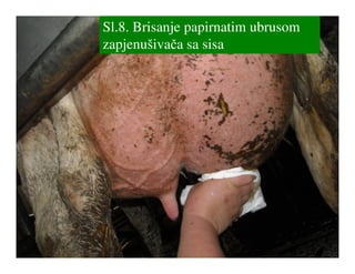 Sl.8. Brisanje papirnatim ubrusom
zapjenušivača sa sisa
 