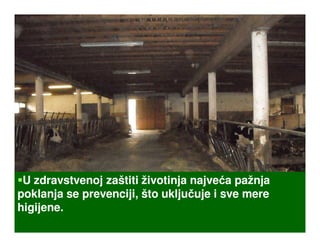 U zdravstvenoj zaštiti životinja najveća pažnja
poklanja se prevenciji, što uključuje i sve mere
higijene.
higijene.
 