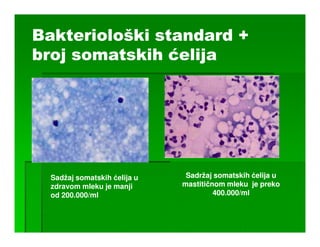 Bakteriološki standard +
broj somatskih ćelija




  Sadžaj somatskih ćelija u    Sadržaj somatskih ćelija u
  zdravom mleku je manji      mastitičnom mleku je preko
  od 200.000/ml                        400.000/ml
 