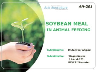 AN-201




SOYBEAN MEAL
IN ANIMAL FEEDING




Submitted to:   Dr.Tanveer Ahmad

Submitted by:   Waqas Nawaz
                11-arid-975
                DVM 3rd Semester
 