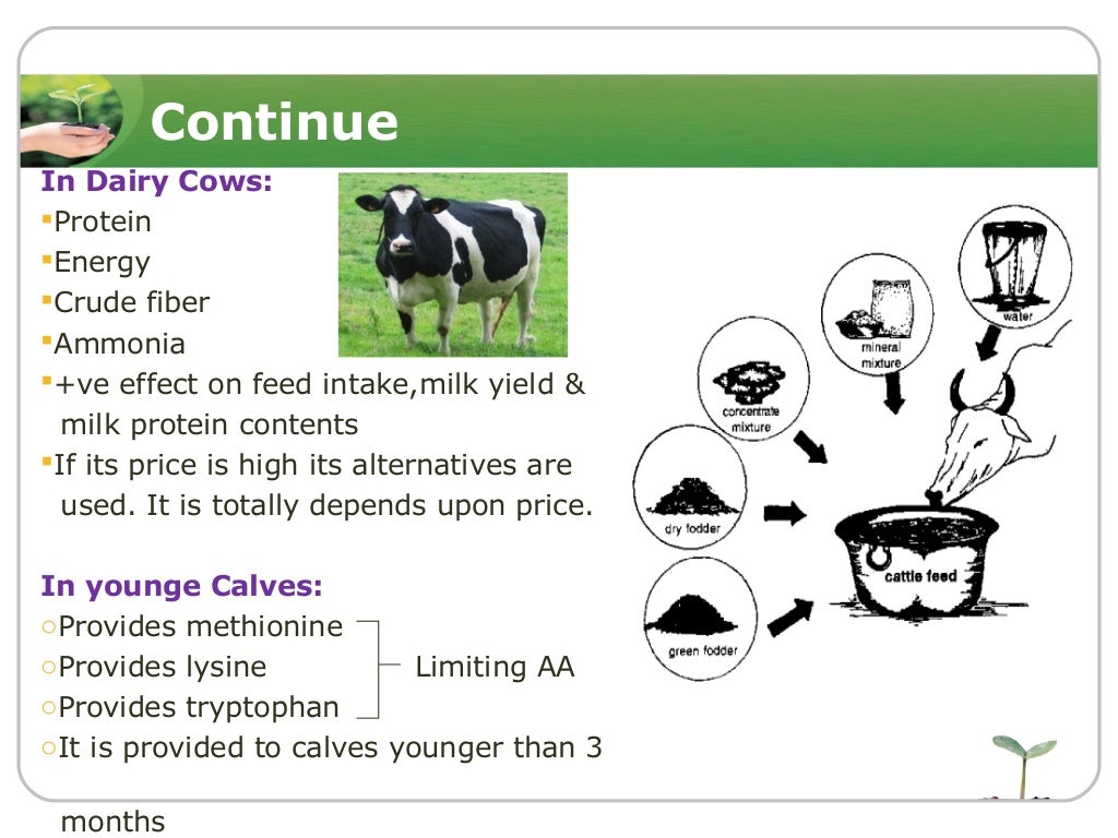 soybean meal in animal feedingppt