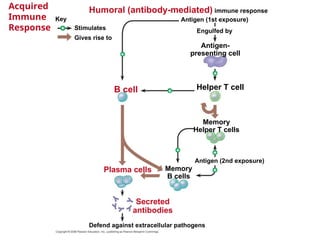 Acquire Immunity 11-AS-Immunity for AS Level Biology Grade 11 | PPT