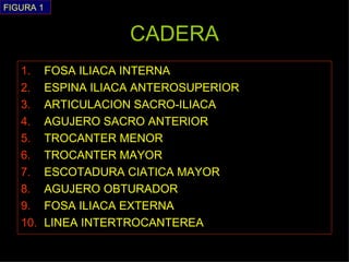 CADERA <ul><li>FOSA ILIACA INTERNA </li></ul><ul><li>ESPINA ILIACA ANTEROSUPERIOR </li></ul><ul><li>ARTICULACION SACRO-ILI...