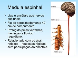 Medula espinhal
• Liga o encéfalo aos nervos
espinhais
• Fio de aproximadamente 40
cm de comprimento.
• Protegido pelas vértebras,
meninges e líquido
raquidiano.
• Relacionada com os atos
reflexos – respostas rápidas
sem participação do encéfalo.
 