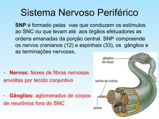 Sistema Nervoso Periférico
SNP é formado pelas vias que conduzem os estímulos
ao SNC ou que levam até aos órgãos efetuadores as
ordens emanadas da porção central. SNP compreende
os nervos cranianos (12) e espinhais (33), os gânglios e
as terminações nervosas.
- Nervos: feixes de fibras nervosas
envoltas por tecido conjuntivo
- Gânglios: aglomerados de corpos
de neurônios fora do SNC
 