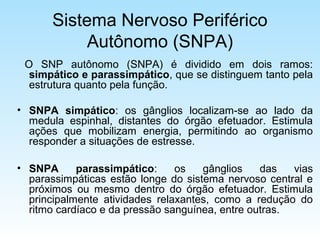 Sistema Nervoso Periférico
Autônomo (SNPA)
O SNP autônomo (SNPA) é dividido em dois ramos:
simpático e parassimpático, que se distinguem tanto pela
estrutura quanto pela função.
• SNPA simpático: os gânglios localizam-se ao lado da
medula espinhal, distantes do órgão efetuador. Estimula
ações que mobilizam energia, permitindo ao organismo
responder a situações de estresse.
• SNPA parassimpático: os gânglios das vias
parassimpáticas estão longe do sistema nervoso central e
próximos ou mesmo dentro do órgão efetuador. Estimula
principalmente atividades relaxantes, como a redução do
ritmo cardíaco e da pressão sanguínea, entre outras.
 