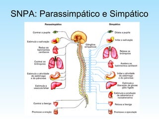 SNPA: Parassimpático e Simpático
 