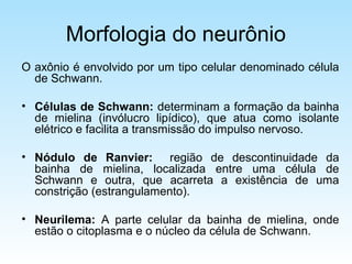 Morfologia do neurônio
O axônio é envolvido por um tipo celular denominado célula
de Schwann.
• Células de Schwann: determinam a formação da bainha
de mielina (invólucro lipídico), que atua como isolante
elétrico e facilita a transmissão do impulso nervoso.
• Nódulo de Ranvier: região de descontinuidade da
bainha de mielina, localizada entre uma célula de
Schwann e outra, que acarreta a existência de uma
constrição (estrangulamento).
• Neurilema: A parte celular da bainha de mielina, onde
estão o citoplasma e o núcleo da célula de Schwann.
 