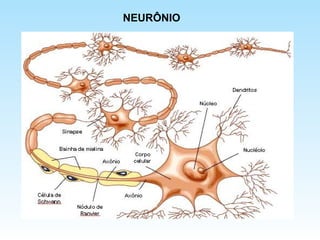 NEURÔNIO
 