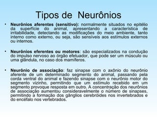 Tipos de Neurônios
• Neurônios aferentes (sensitivo): normalmente situados no epitélio
da superfície do animal, apresentando a característica de
irritabilidade, detectando as modificações do meio ambiente, tanto
interno como externo, ou seja, são sensíveis aos estímulos externos
ou internos.
• Neurônios eferentes ou motores: são especializados na condução
do impulso nervoso ao órgão efetuador, que pode ser um músculo ou
uma glândula, no caso dos mamíferos.
• Neurônio de associação: faz sinapse com o axônio do neurônio
aferente de um determinado segmento do animal, passando pela
corda ventral do animal e fazendo sinapse com o neurônio motor do
segmento vizinho, permitindo que um estímulo recebido em um
segmento provoque resposta em outro. A concentração dos neurônios
de associação aumentou consideravelmente o número de sinapses,
permitindo a formação dos gânglios cerebróides nos invertebrados e
do encéfalo nos vertebrados.
 