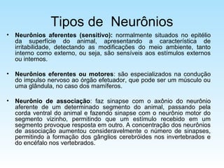 Sinapses
• Interneuronais: neurônio – neurônio
• Neuromusculares: neurônio – músculo
• Neuroglandulares: neurônio – célula...