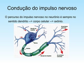 Condução do impulso nervoso
O percurso do impulso nervoso no neurônio é sempre no
sentido dendrito --> corpo celular --> axônio.
 