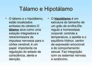 Tálamo e Hipotálamo
• O tálamo e o hipotálamo,
estão localizados
embaixo do cérebro.O
tálamo atua como uma
estação integradora e
retransmissora de
impulsos nervosos para o
córtex cerebral; é um
papel importante na
regulação do estado de
consciência, alerta e
atenção.
• O hipotálamo é um
estrutura do tamanho de
um grão de ervilha.Ele
regula a homeostase
corporal; controla a
temperatura, o apetite e o
equilíbrio hídrico, centro
de expressão emocional
e do comportamento
sexual. Faz integração
com os sistemas nervoso
e endócrino.
 